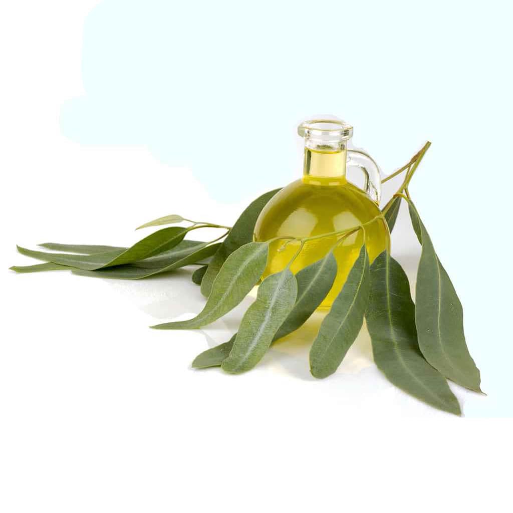 Eucalyptus Oil