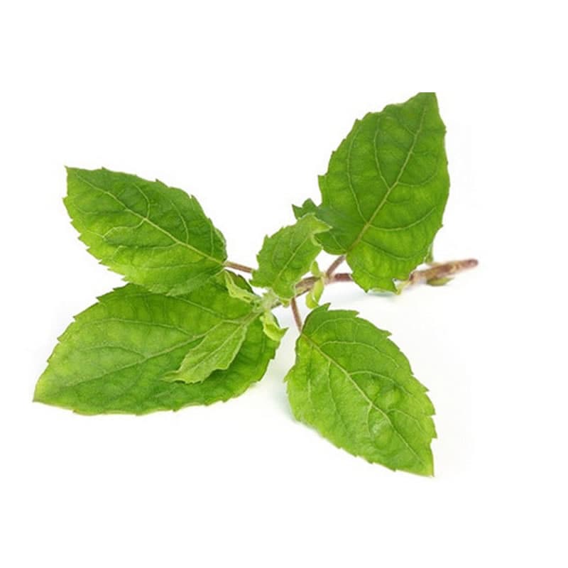 Tulsi